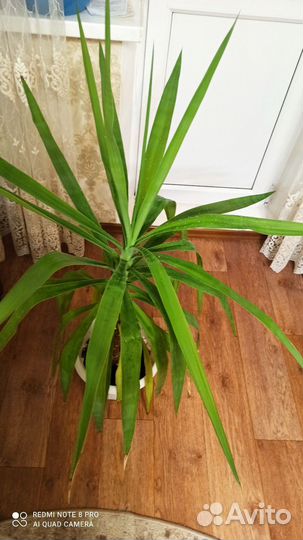 Пальма юкка