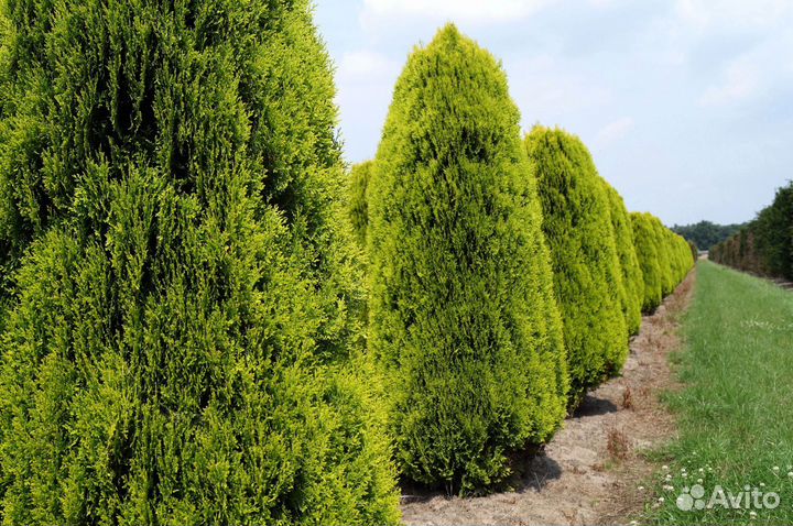 Туя зеленая