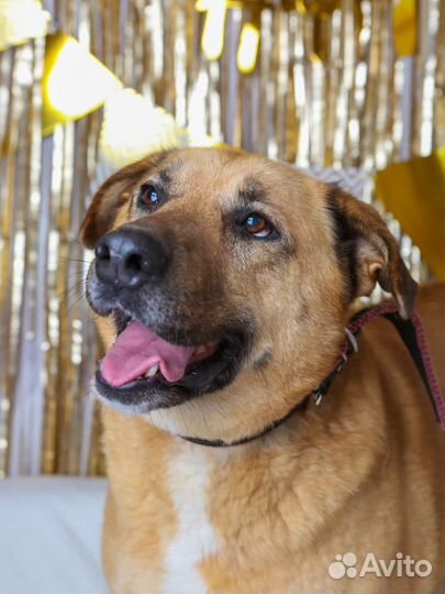 Собака ищет дом