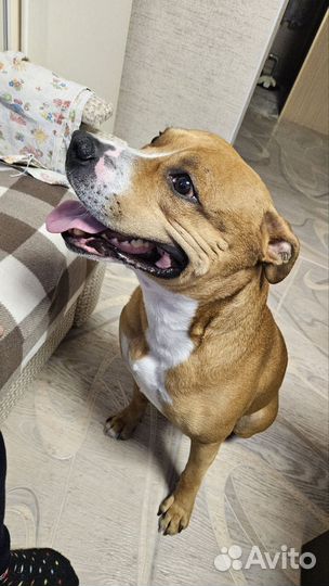 Стаффордширский терьер случка