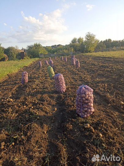 Продам картофель