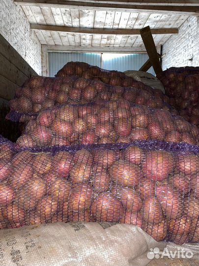 Картофель крупный свежий урожай