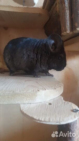 Шиншилла с клеткой
