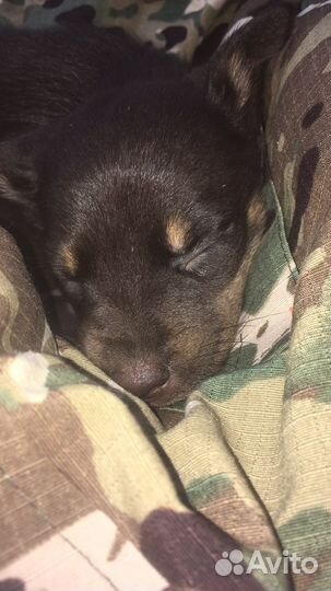 Австралийские келпи щенки