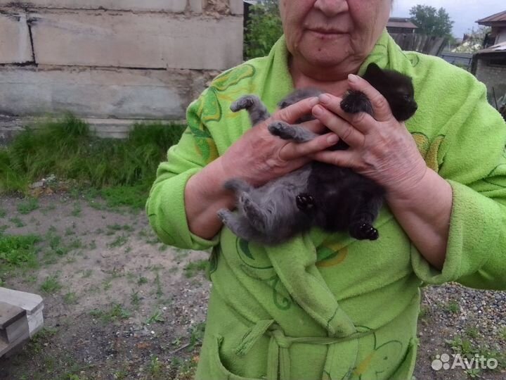 Три великолепных котика