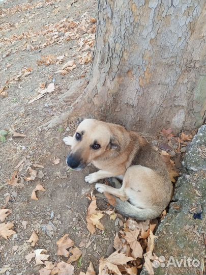 Пёс Беляш ищит дом