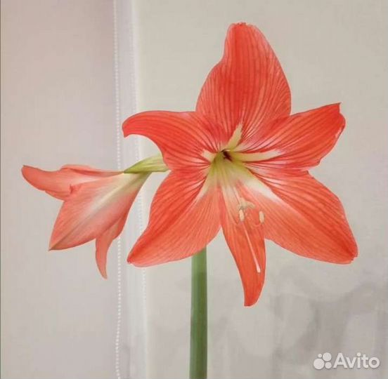 Гиппиаструм