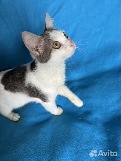 Котята в добрые руки бесплатно