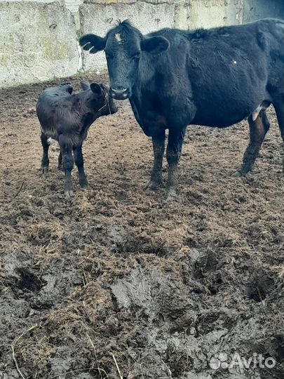 Корова с теленком бычок