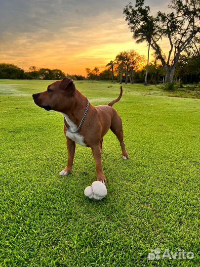 Случка американского стаффордширского терьера