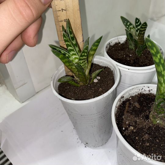 Алоэ пестрое (тигровое)