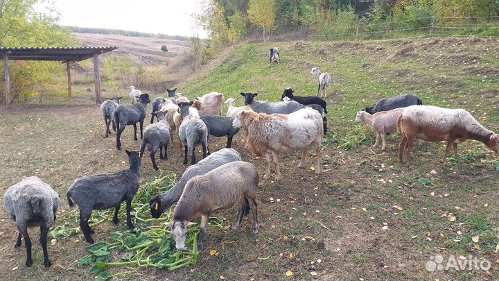 Катумский баран