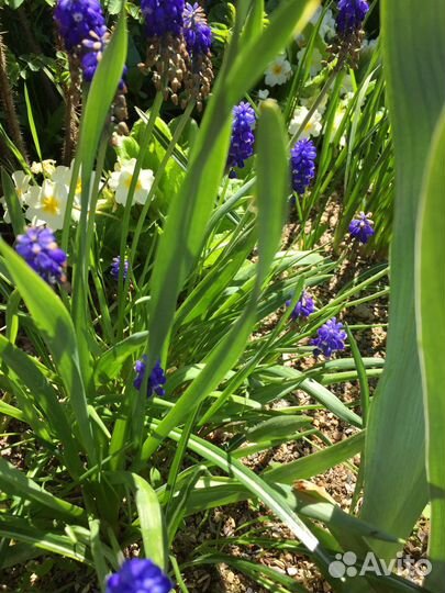 Лилейники сортовые