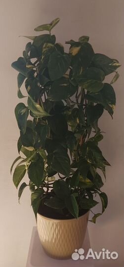 Эпипремнум(сцендапсус)