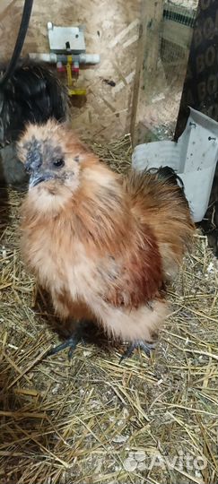 Петухи порода Китайская шелковая стандарт