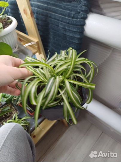 Хлорофитум кудрявый