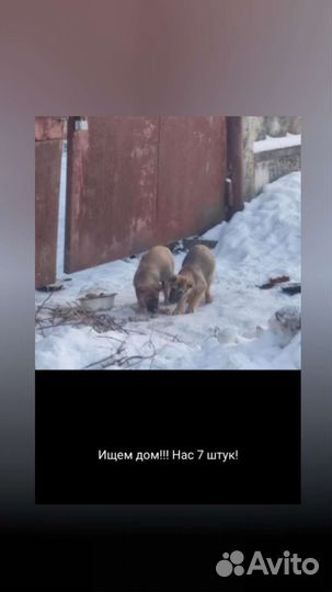 Щенки ищут дом