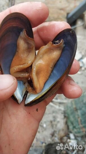 Мидии черноморские, Устрицы