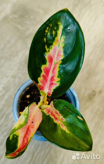 Аглаонема Suksom jaipong