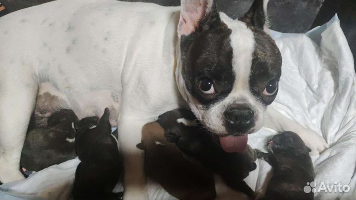 Маленькая собака