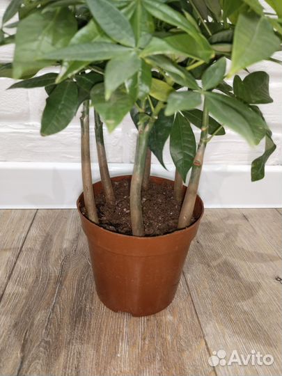 Пахира акватика комнатные растения цветы