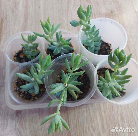 Комнатные цветы цветущие и не только