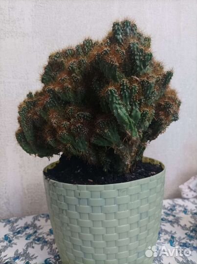 Кактусы цереус, маммиллярия, денежное дерево