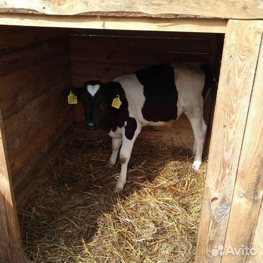 Продажа бычков телок