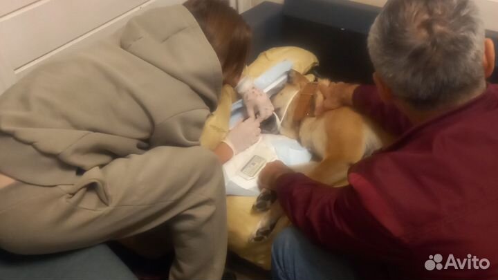 Ветеринарный врач Ветеринар Круглосуточно 24 часа