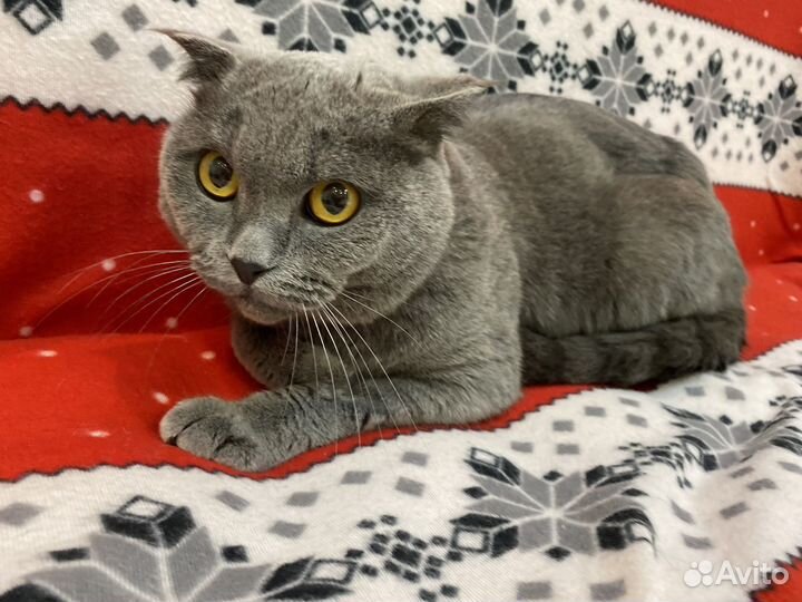 Коты в добрые руки