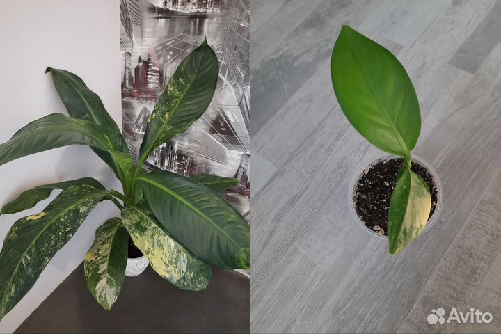 Комнатные растения