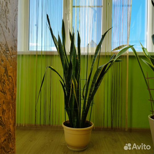 Сансевиерия большая