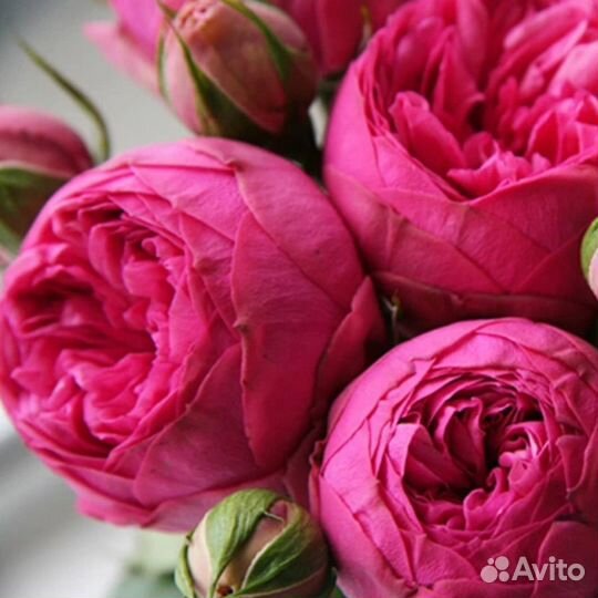 Роза чайно-гибридная Пинк пиано (Pink Piano)