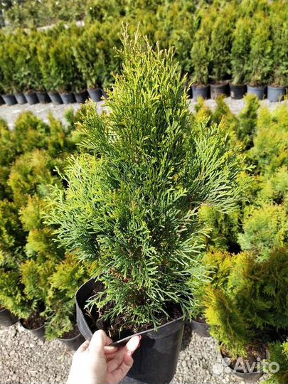 Туя смарагд