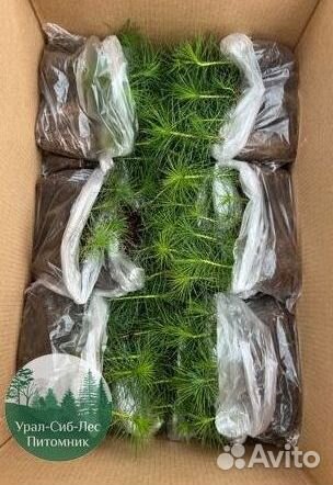 Сосна зкс окс сеянцы Ель Лиственница Голуб Горная