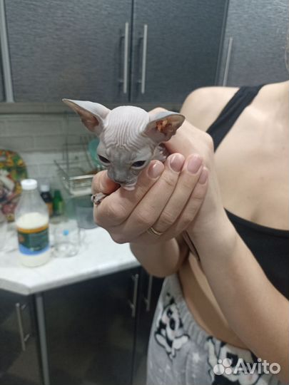 Котята сфинкс