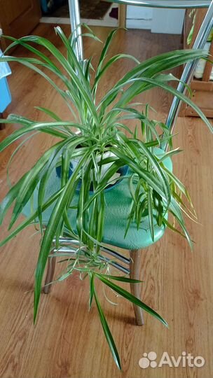 Хлорофитум