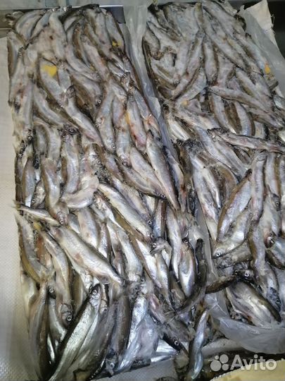 Мойва крупная сахалин