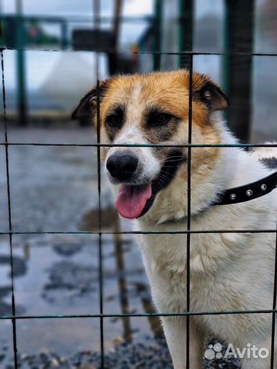 Собака из приюта ищет дом