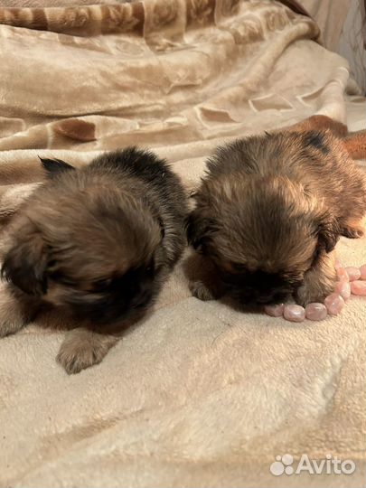 Щеночки метисы пекинеса и шпица