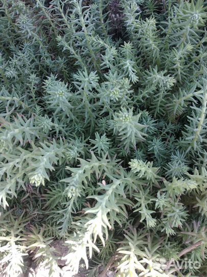 Почвопокровные растения