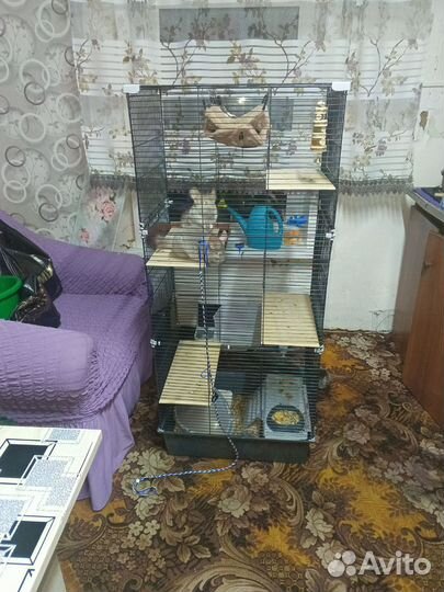 Клетка с шиншилами