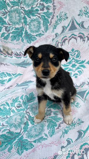 Метисы джек рассел