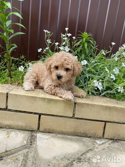 Мальчик мальтипу