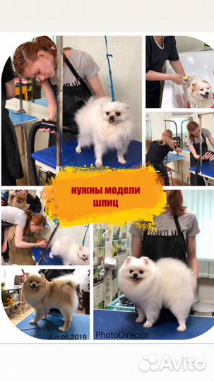 Стрижка собак бесплатно йорк, шпиц, Пудель, кот