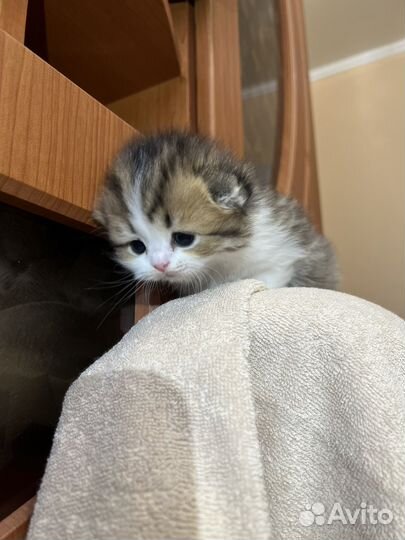 Шотландские котята