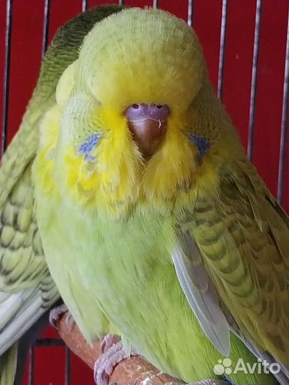 Продаются Чехи птенцы и взрослые