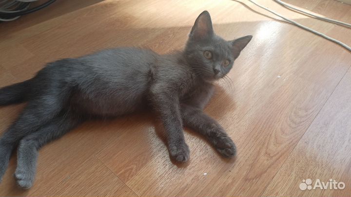 Котёнок мальчик