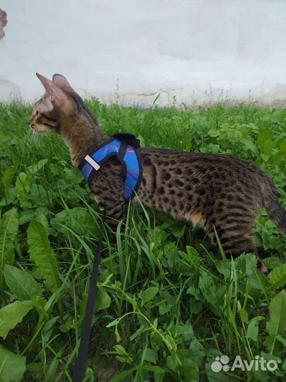 Котята Саванна