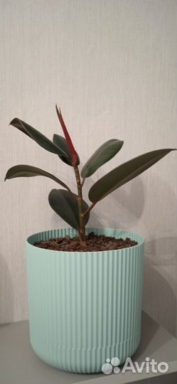 Фикус эластика робуста